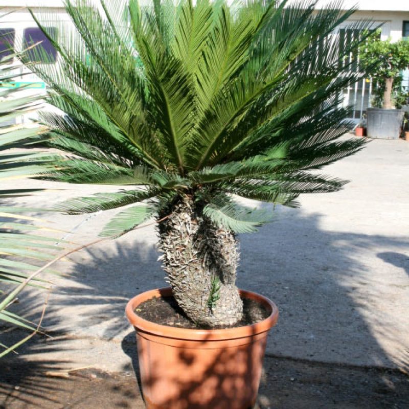 Création de jardin à Agde et dans l’Hérault
