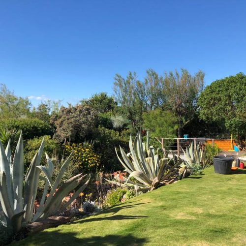 elagueur-abattage-paysagiste-creation-jardin-vente-plantes-agde-sete-beziers-herault-palmier-slider-evolution011